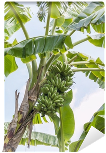 Plantation (400x400), Png Download