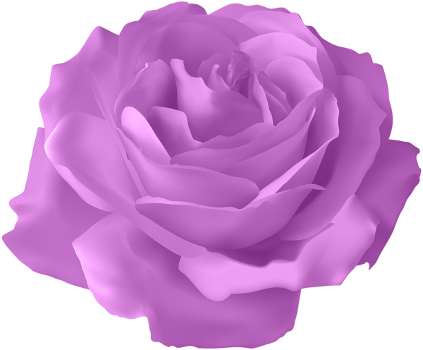 Clip Arts Related To - Purple Rose With Stem Transparent Background (600x496), Png Download