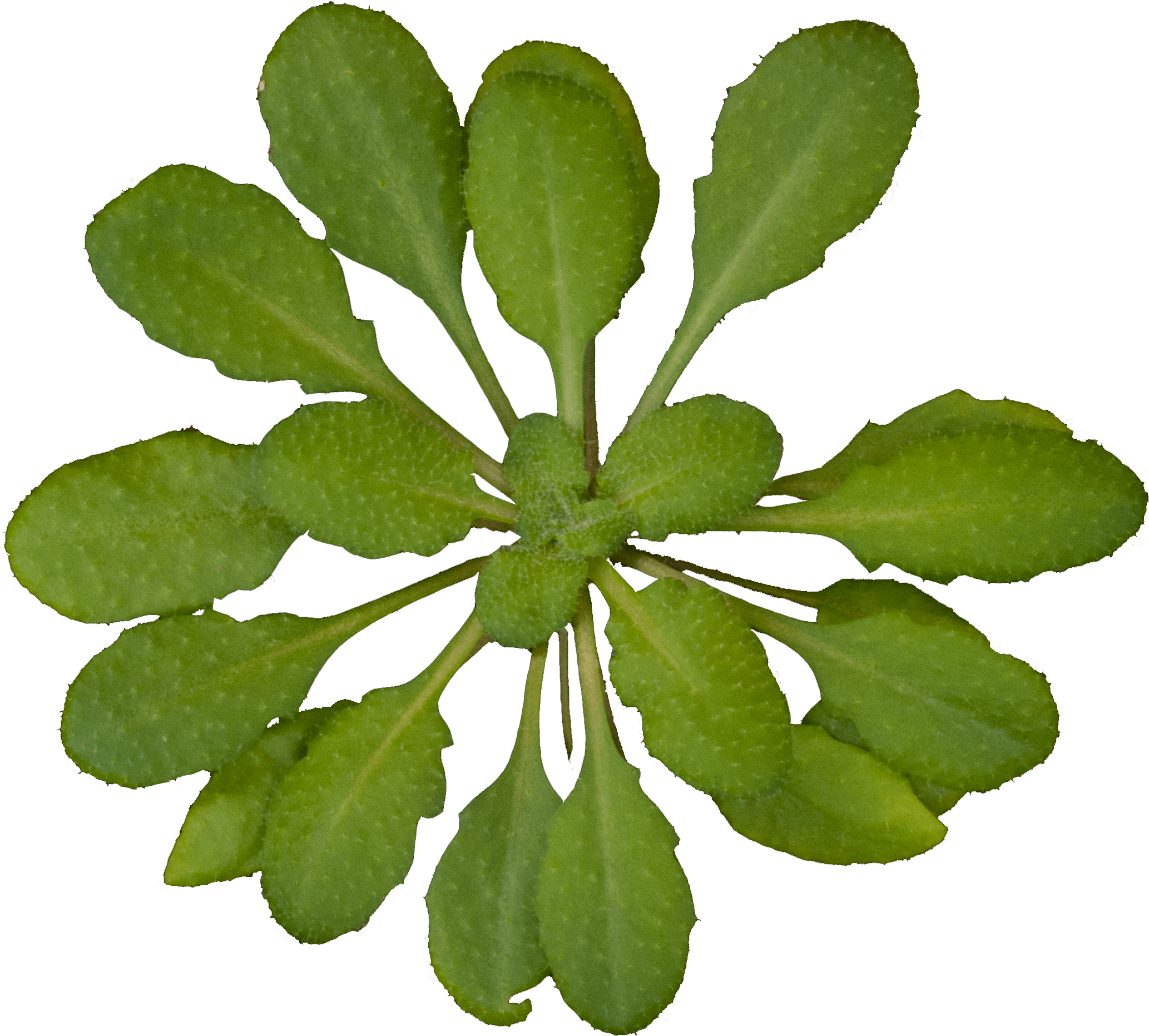 Top View Plants Transparent (2172x2110), Png Download
