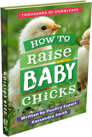 Download Ebook - Chicken (350x490), Png Download