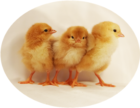 Baby Chick Description - Chicken (510x402), Png Download