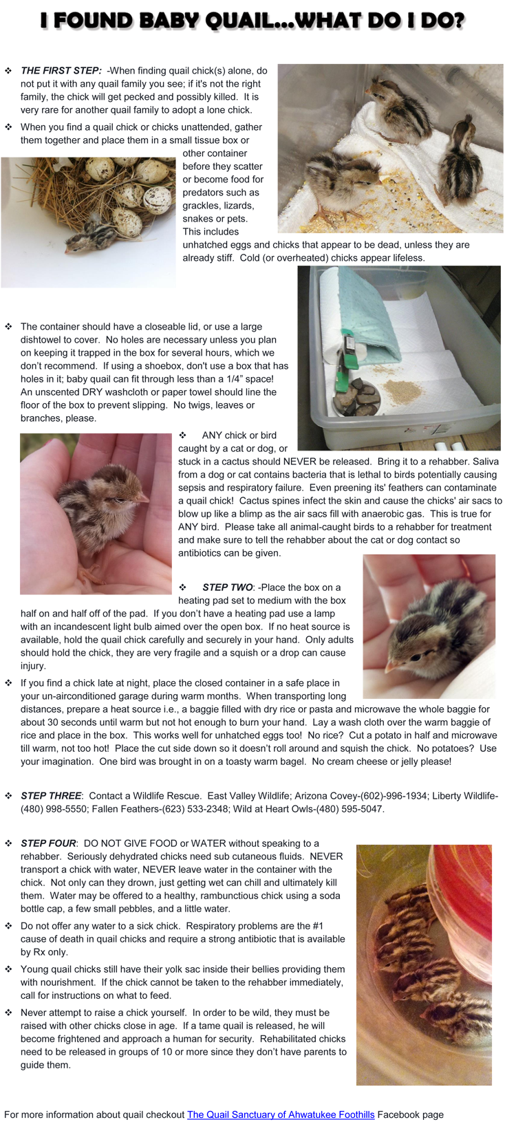 Quail Chicks Resemble Tiny Baby Chickens And Newly - Bakkwa (773x1666), Png Download