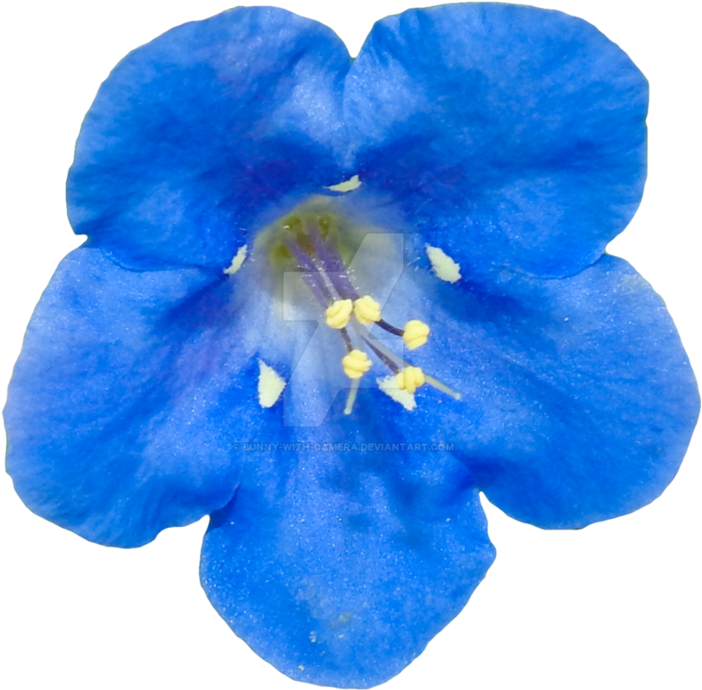 Blue Flower Png (894x894), Png Download