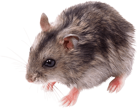 Sticker Cute Hamster Png - Мышь Png (530x420), Png Download