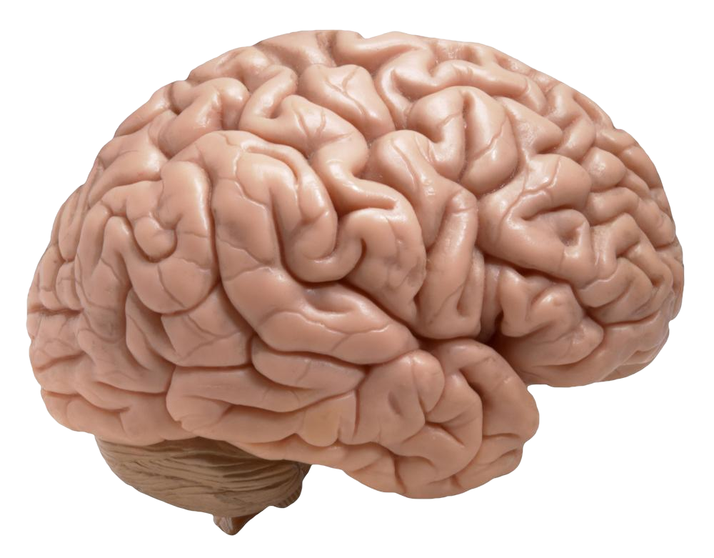 Human Brain (1000x800), Png Download