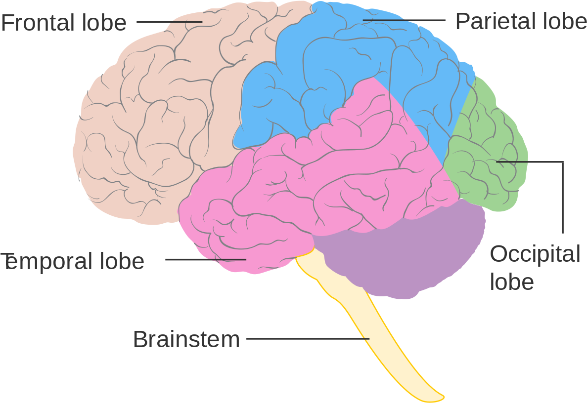 Diagram Showing The Lobes Of The Brain Cruk - Brain Lobes And Brainstem (1280x969), Png Download