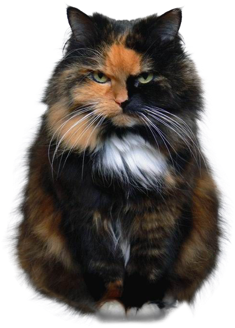 Angry Cat [543 × 672] - I M Sorry Not Sorry Meme (543x672), Png Download