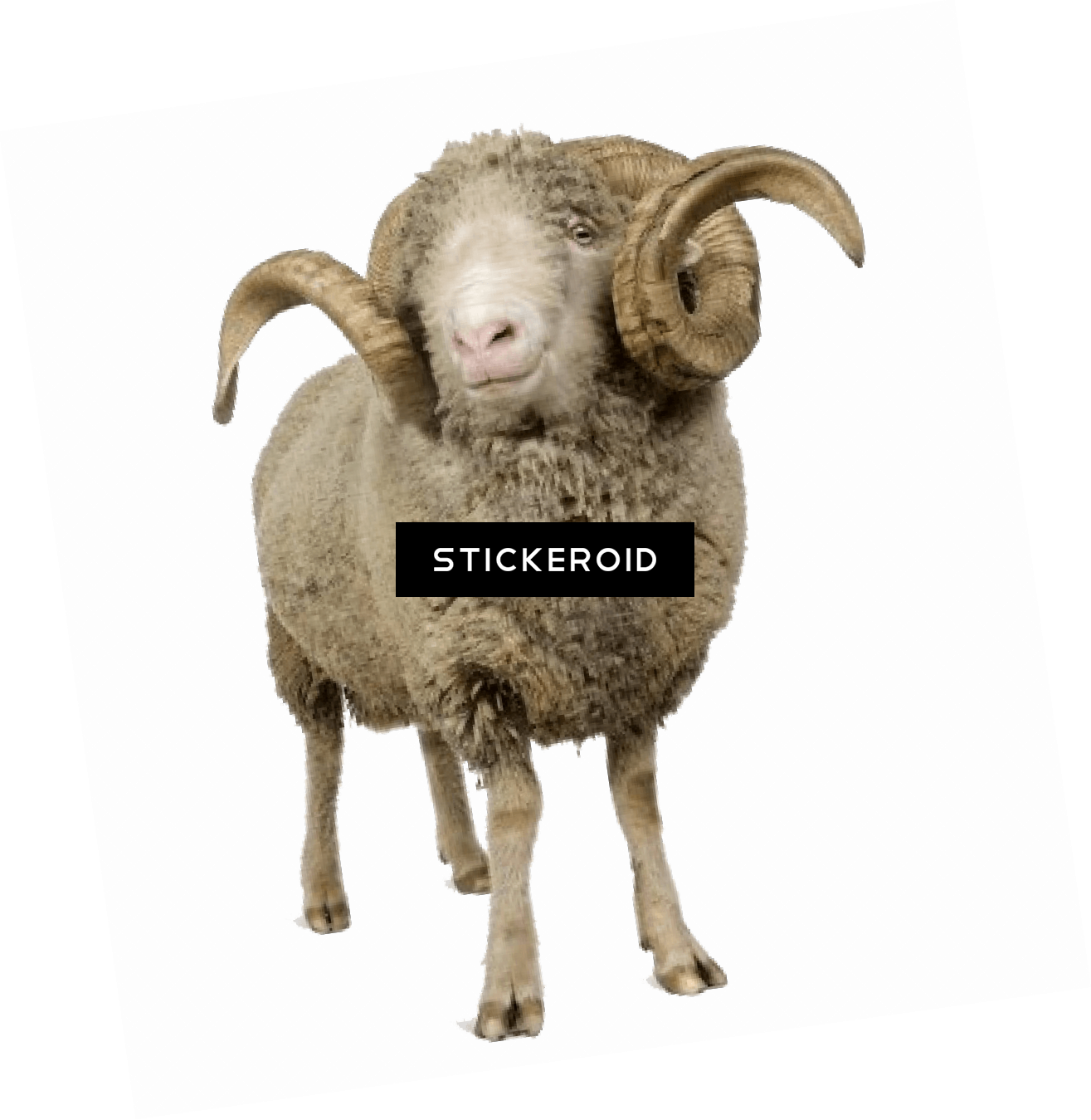 Sheep With Horns - Ram Animal (1315x1349), Png Download