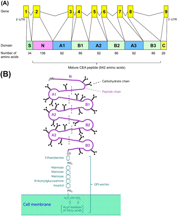 The Gene Structure And Protein Domain Model Of The - Diagram (608x737), Png Download