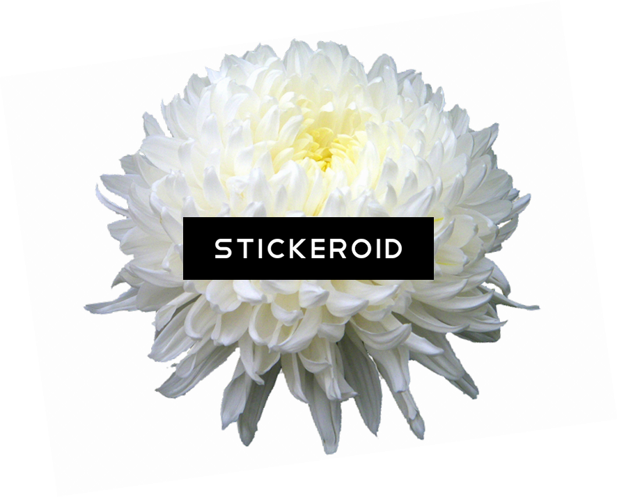 Chrysanthemum Flower - Chrysanthemum Png (886x714), Png Download