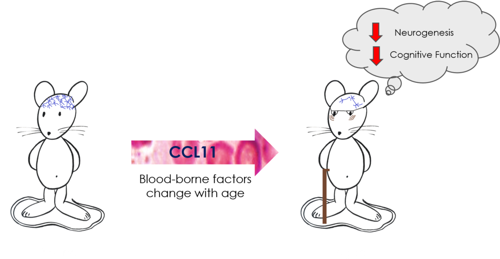 320 × 171 Pixels - Cartoon (1024x546), Png Download