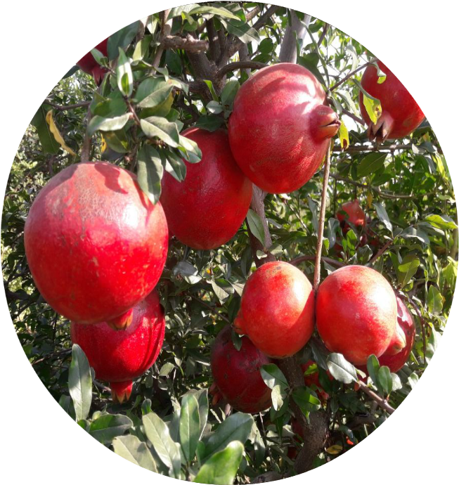 Pomegranates - Pomegranate (768x767), Png Download