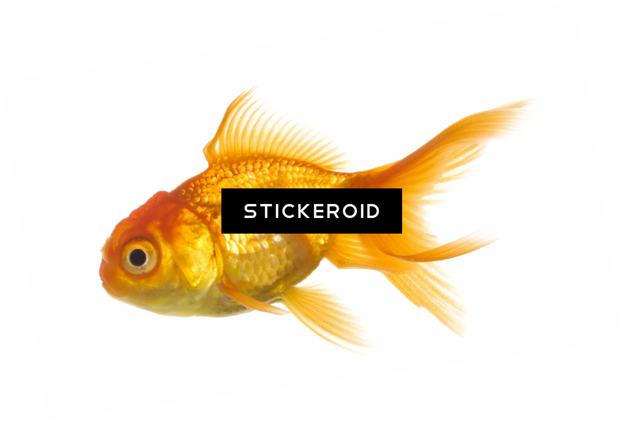 Ocean Fish - Goldfish (1243x840), Png Download