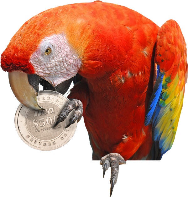 Scarlet Macaw (600x630), Png Download