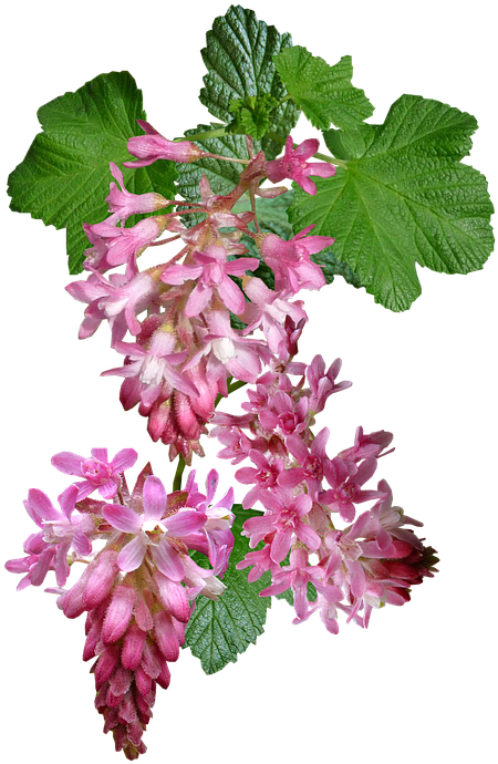 Flowering Currant, Pink, Garden, Bush - Portable Network Graphics (479x720), Png Download