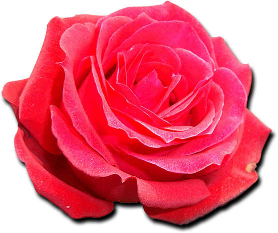 Garden Roses Cabbage Rose - Pi Beta Phi (600x600), Png Download