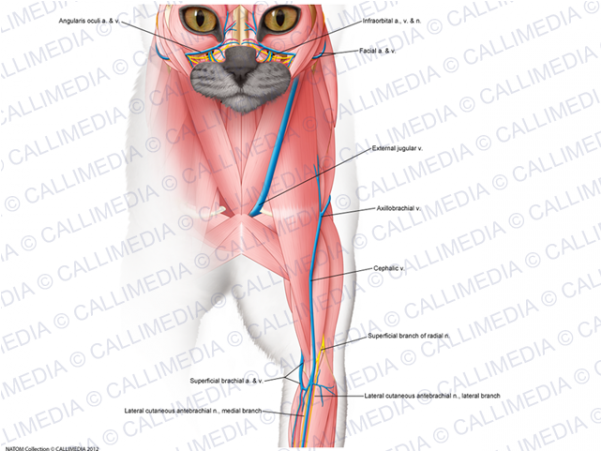 Shoulder Elbow Superficial Muscles - Muscle (600x600), Png Download