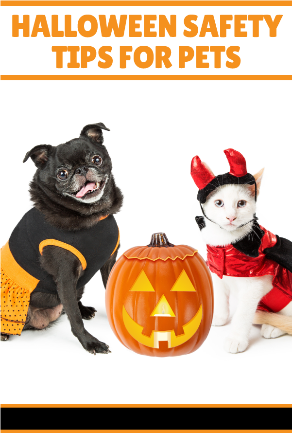 Dog Cat Safety Halloween - Puppies And Kittens Wearing Halloween Costumes (600x900), Png Download