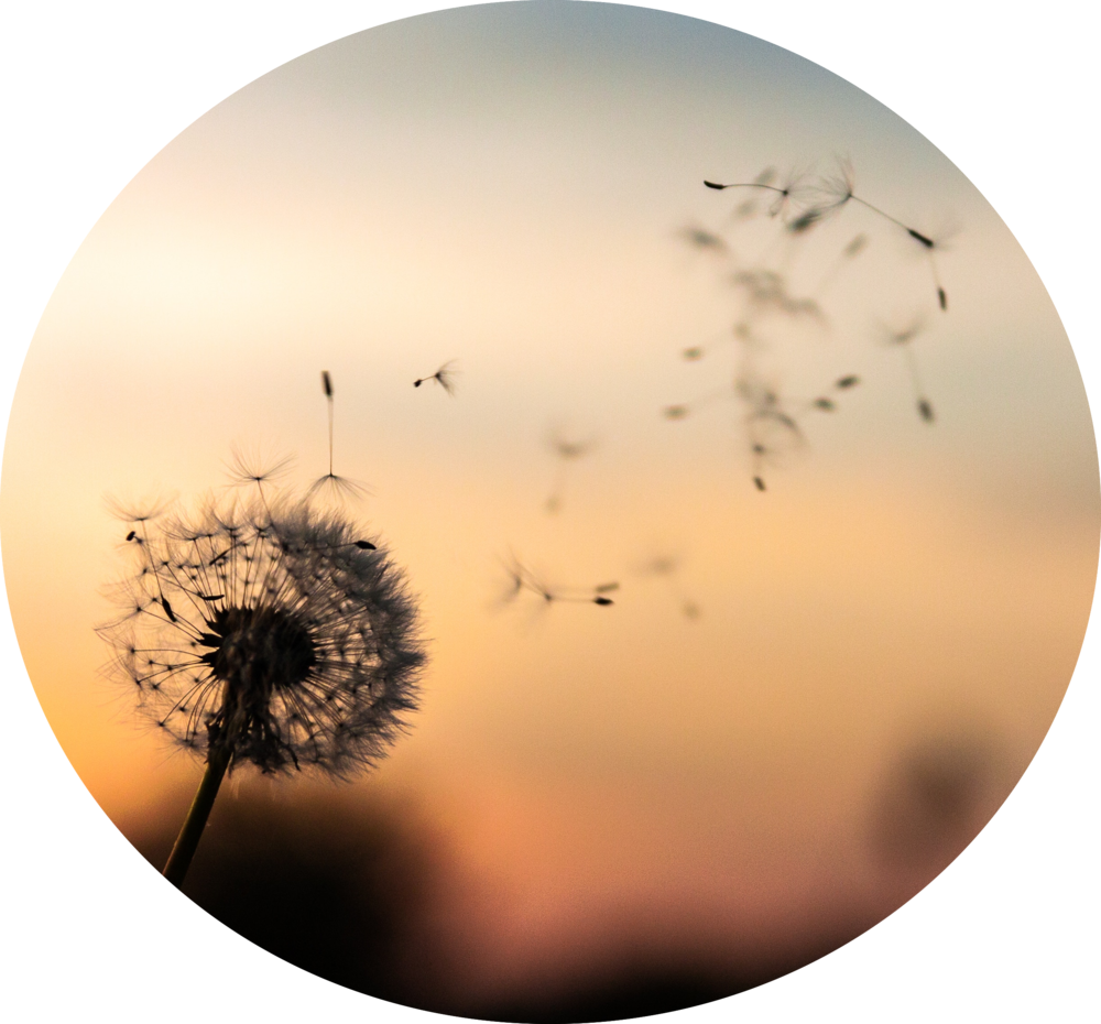 The - Dandelion Symbolism (1000x930), Png Download