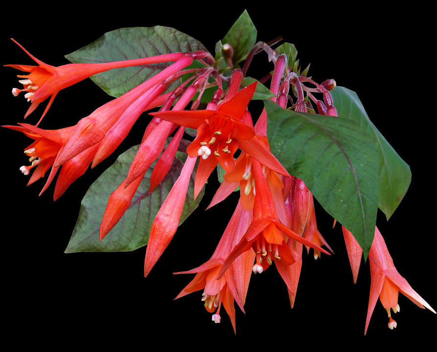 2 - Coral Honeysuckle (894x720), Png Download