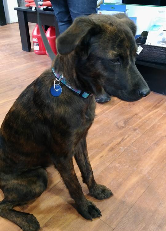 Treeing Tennessee Brindle (800x750), Png Download