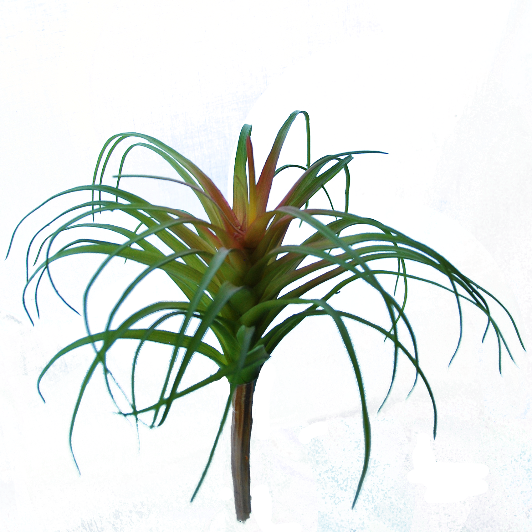 Flowerdutchess Tillandsia Red Green 25 Cm - Tillandsia (1700x1700), Png Download