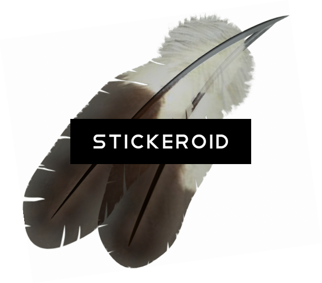 Feather - Wing (641x564), Png Download