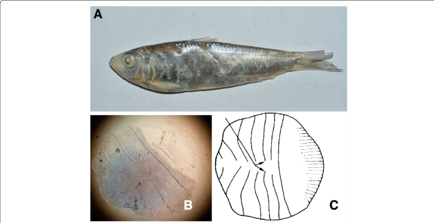 The Fish Scale Of S - Black Scale (850x437), Png Download