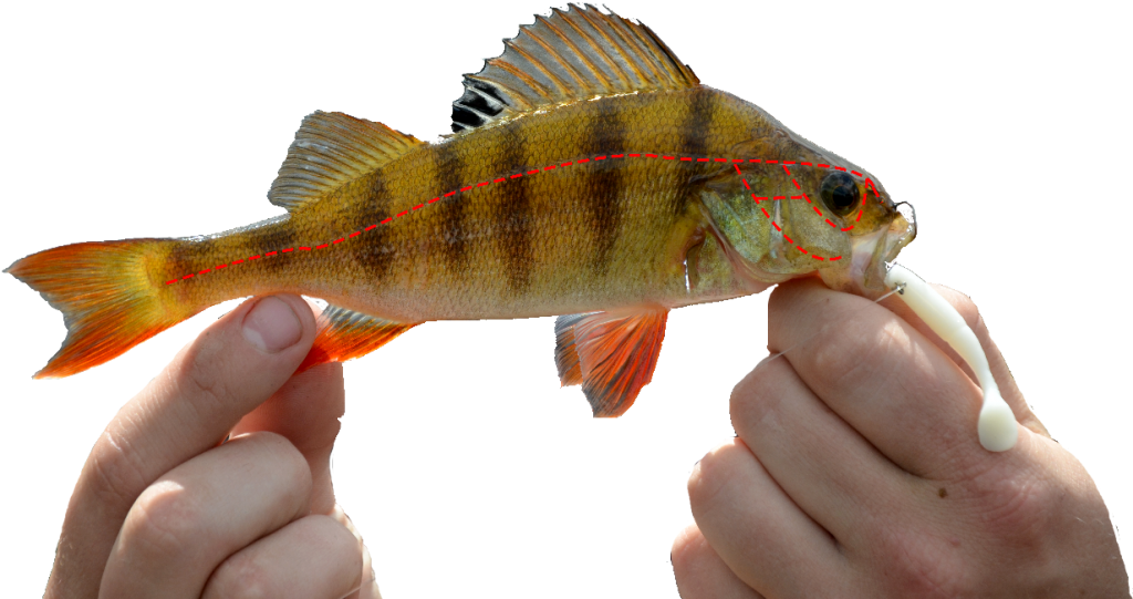 Perch Lateral Line Final - Lateral Line In Fish (1024x593), Png Download