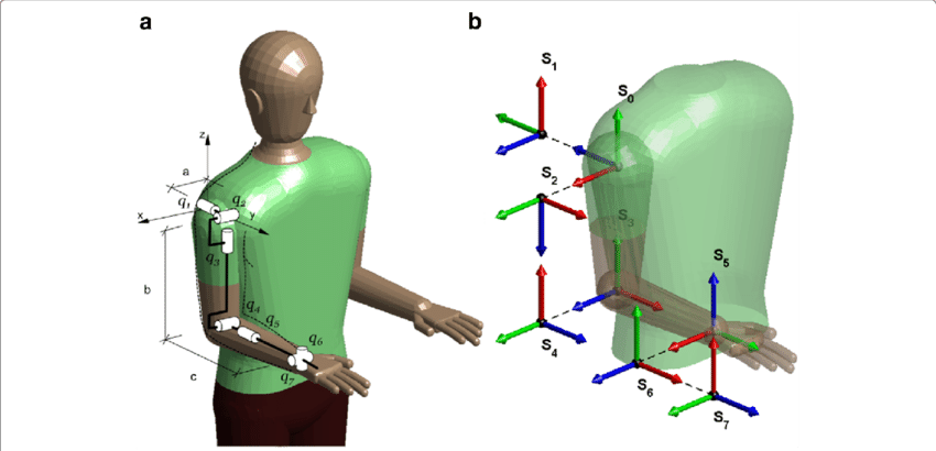 Simplified Human Arm Model - Rotation (850x410), Png Download