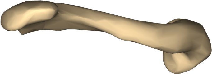 Piseli 240 × 240 - Clavicle Lateral View (768x768), Png Download