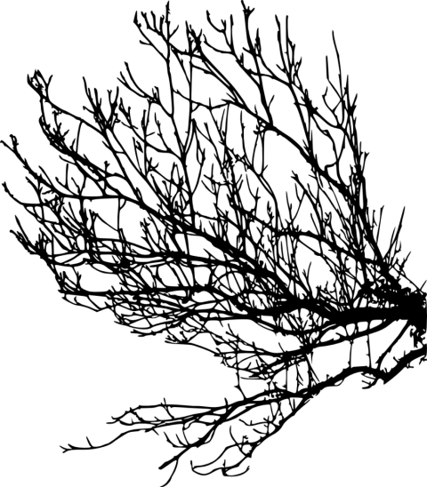 Free Png Tree Branches Silhouette Png Images Transparent - Three Branches Png Silhouette (480x548), Png Download