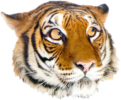 Nervous Grft - Dunrobin Castle (425x360), Png Download