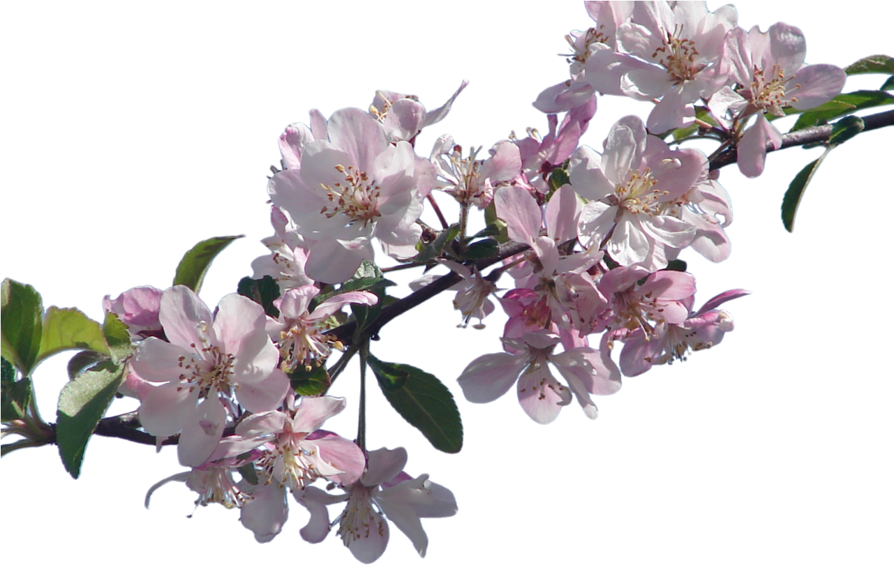 Go To Image - Cherry Blossom Branch Png (1280x960), Png Download