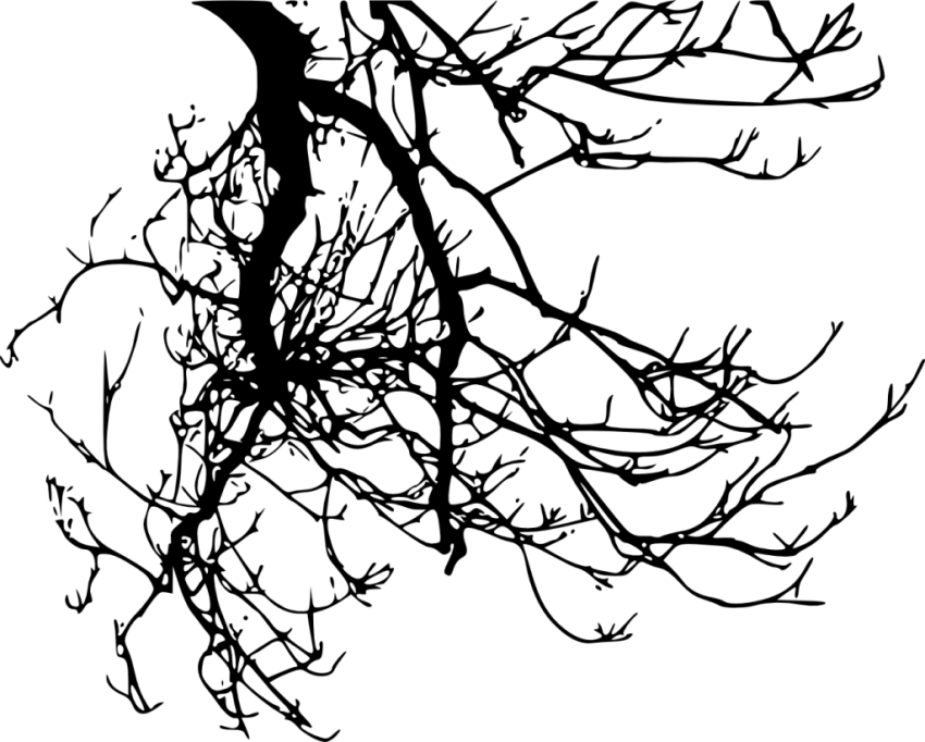 Free Png Tree Branches Silhouette Png Images Transparent - Branch Silhouette Transparent (850x682), Png Download