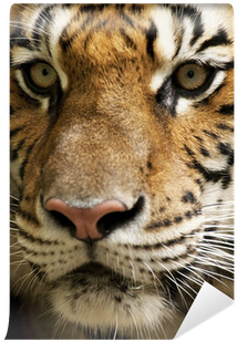 Tiger (400x400), Png Download
