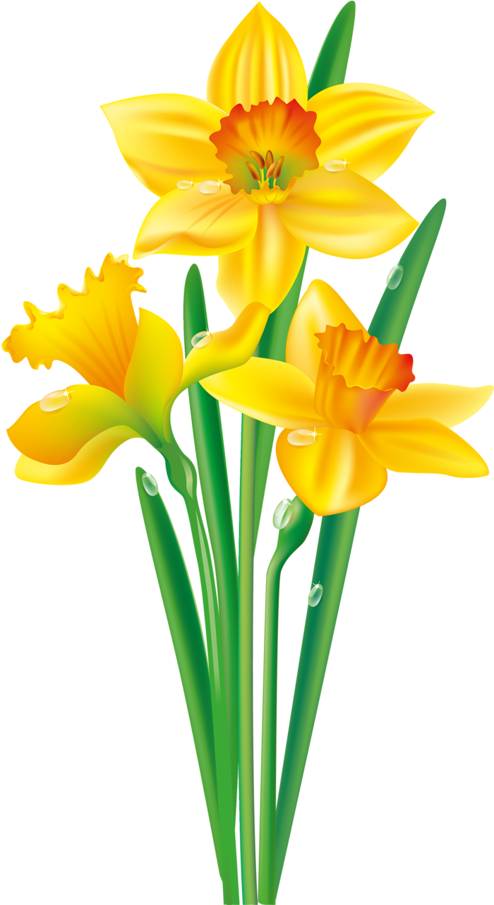 Яндекс - Фотки - Daffodil Clipart (733x1280), Png Download