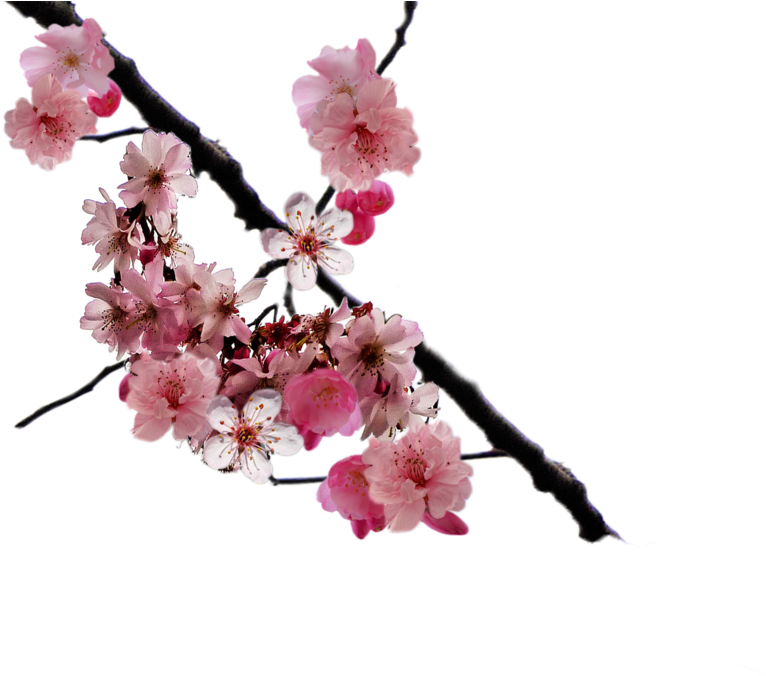 Picture Freeuse Download Branch Transparent Sakura - Floral Grace Acrylic Print (254mm X 254mm 10in X 10in) (900x675), Png Download