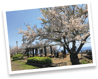 Shonandaira - Cherry Blossom (400x300), Png Download