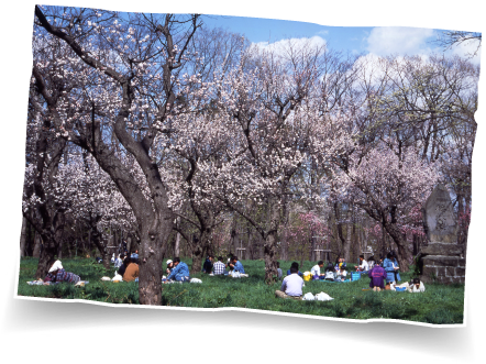 Sapporomaruyama Park - Cherry Blossom (461x340), Png Download
