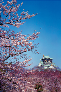 Among The Cherry Blossoms In Osaka Castle Park, The - Osaka Castle (480x320), Png Download