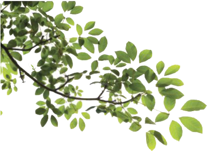 Download Amazing High-quality Latest Png Images Transparent - Tree Branch Png (515x416), Png Download