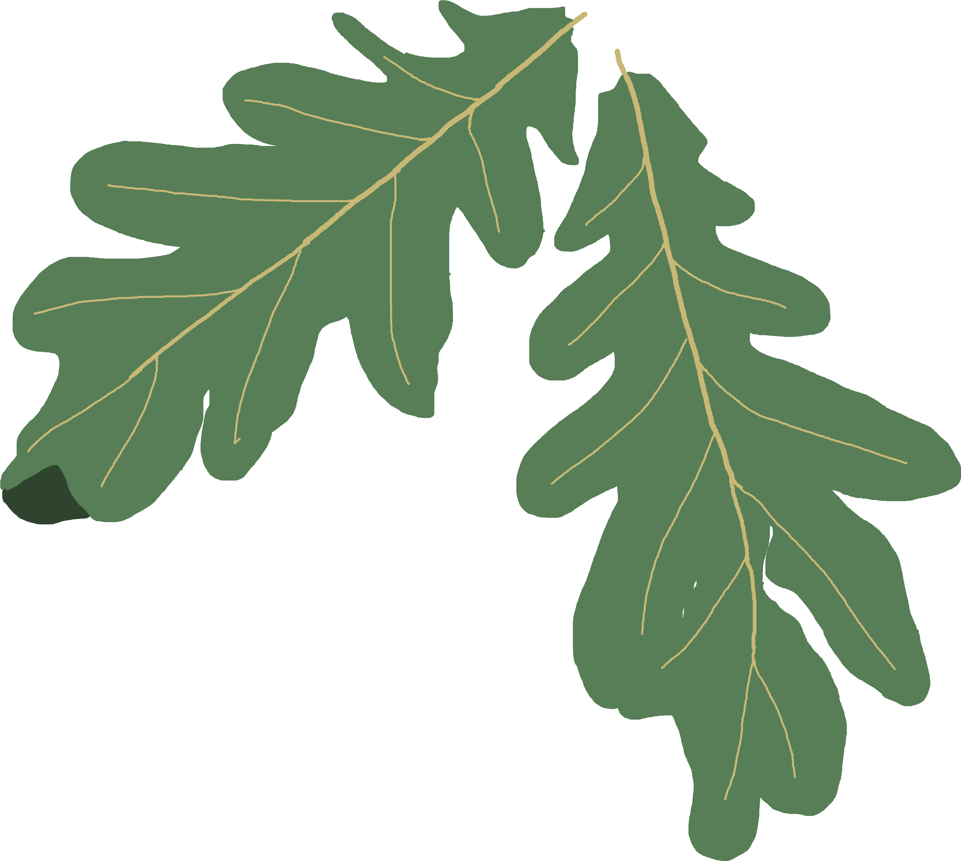 Oak Tree Clip Art Png - Oak Tree Leaves Clipart (4608x3456), Png Download