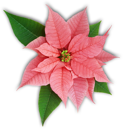 Poinsettia Leaves - Poinsettia Flower (405x423), Png Download
