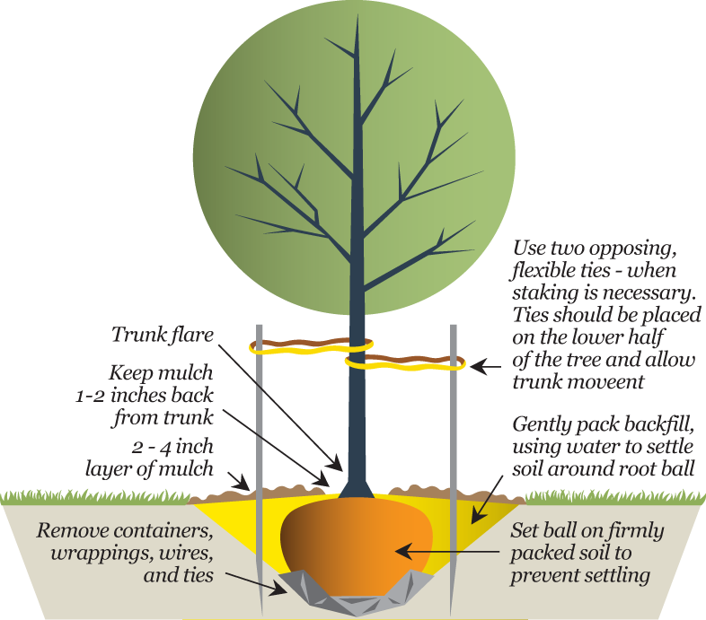 Planting New Trees - Diagram (786x691), Png Download