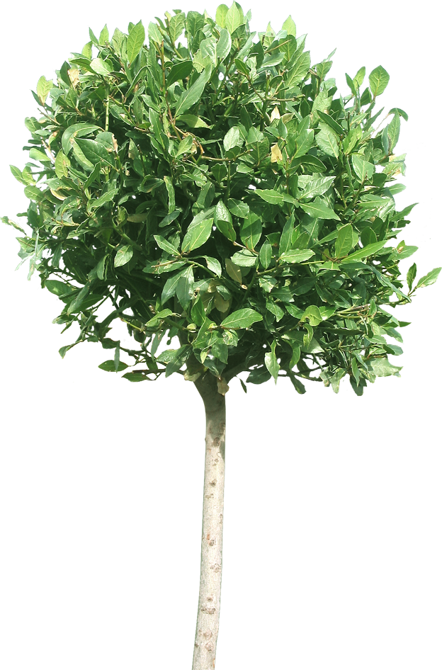 Tree Images For Photoshop (624x946), Png Download