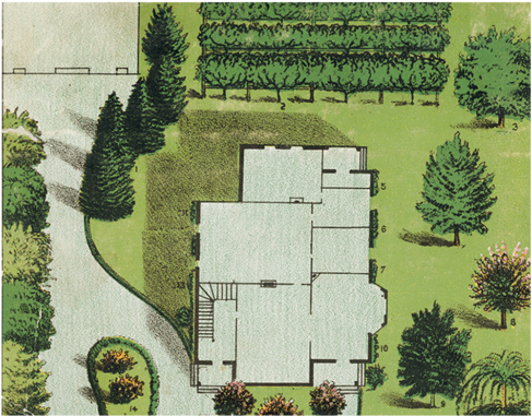 Ornamental Trees - Ornamental Plant (500x500), Png Download