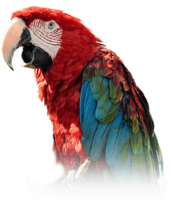 Green-winged Macaw - Green Wing Macaw Png (410x449), Png Download
