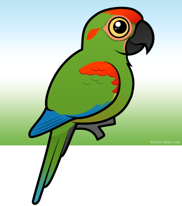 More Products - Draw Cute Scarlet Macaw (360x408), Png Download