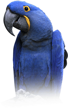 Macaw (410x449), Png Download